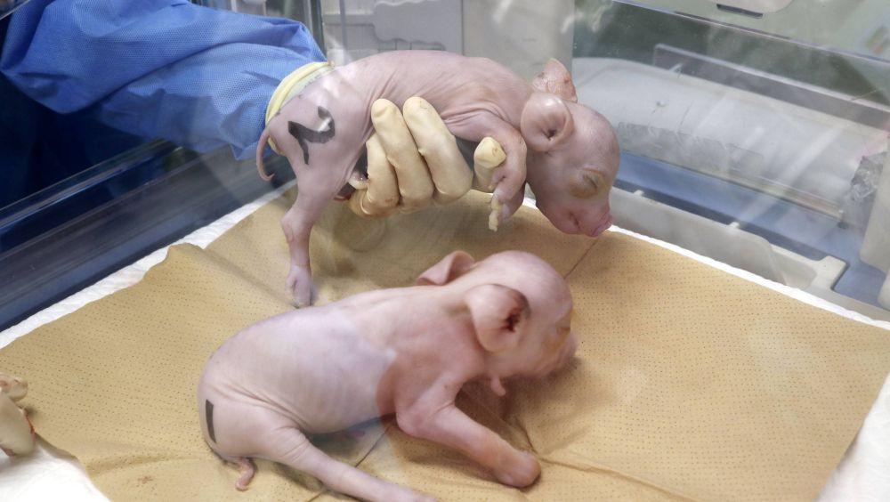La startup japonesa PorMedTec anunció que ha producido tres cerdos clonados que tienen órganos que pueden trasplantarse a humanos.