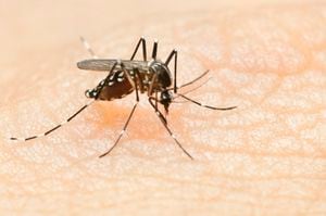 Se genera preocupación en Santander debido al brote de dengue; se reportan tres personas fallecidas.