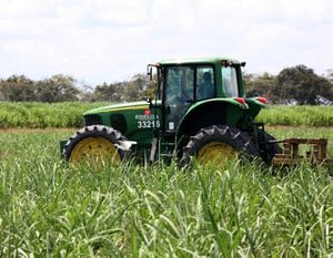 Las mayores afectaciones podrían estar en los cultivos de ciclos transitorios como maíz y arroz y en cultivos de ciclos permanentes como caña de azúcar y aceite de palma.