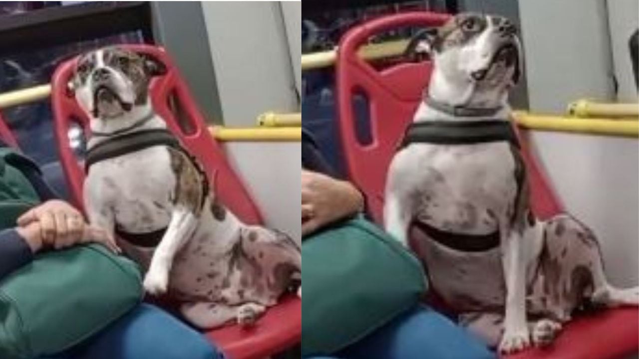 Se puede evidenciar que el amo del canino fue quien decidió que su mascota ocupará uno de los asientos del articulado.