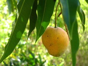 La infusión de hoja de mango se puede consumir a lo largo del día.