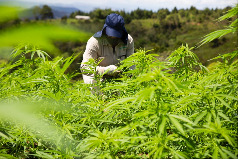 Cultivo de Cannabis de la empresa Flora Growth.