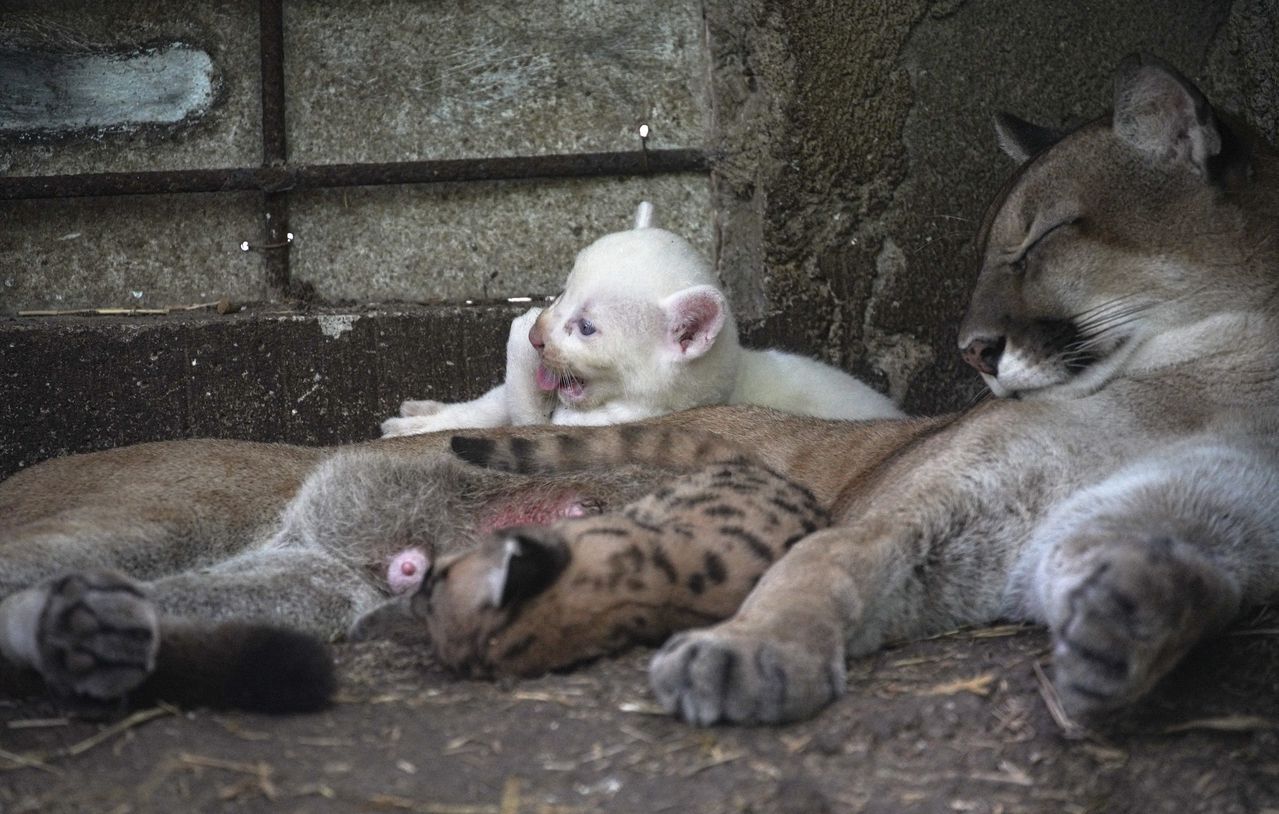 Un cachorro de puma albino de cuatro semanas de edad, nacido en cautiverio y considerado una especie en peligro de extinción, juega con su madre en el Zoológico Thomas Belt en Juigalpa, Nicaragua.