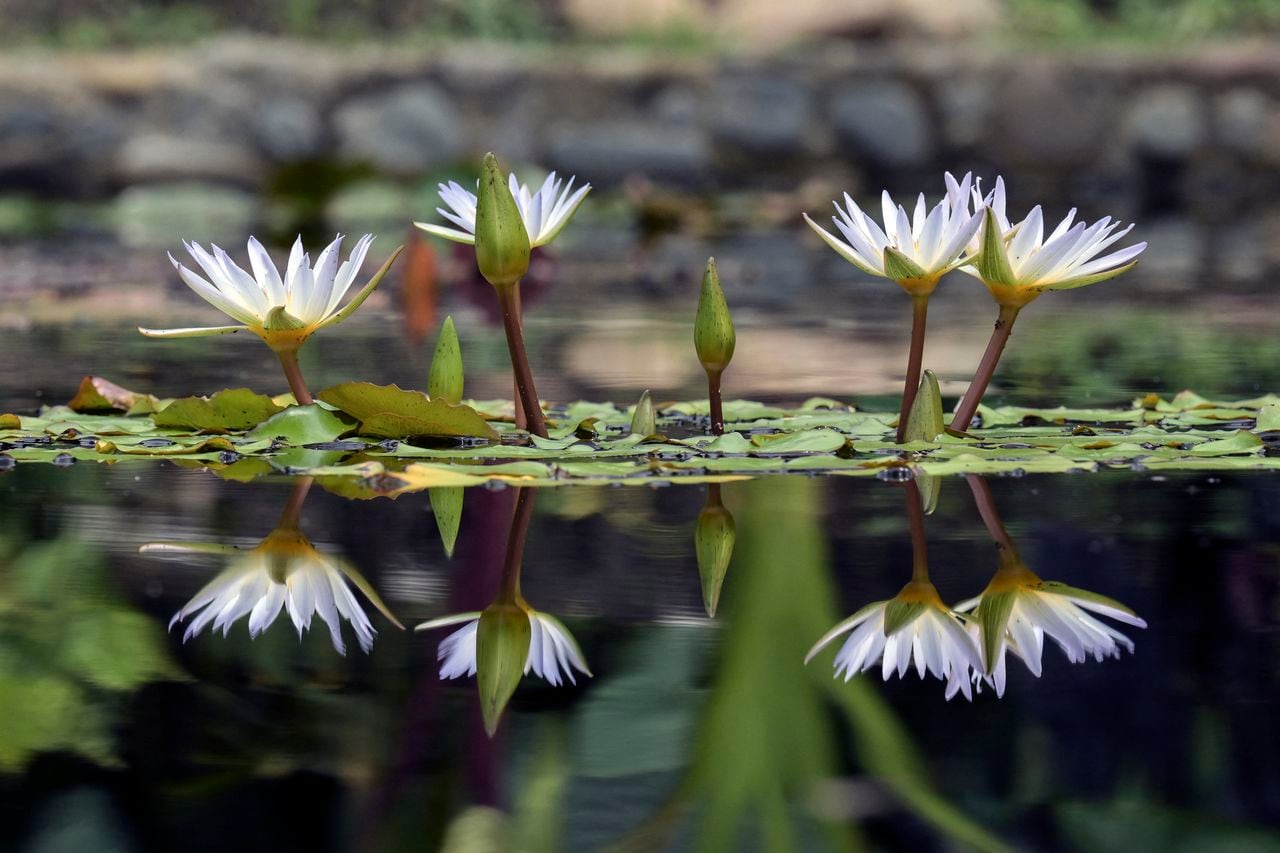 Plantas de loto aparecen en la fotografía durante la inauguración de la reapertura del Jardín Botánico de Cali en Cali, Colombia, el 31 de agosto de 2023. (Photo by JOAQUIN SARMIENTO / AFP)