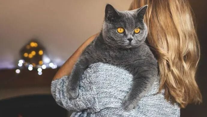 El Gato Británico de Pelo Corto: una combinación perfecta de sofisticación y comodidad, listo para ser el rey de tu apartamento.
