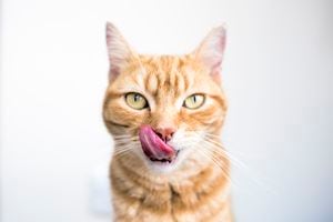 Gato pelirrojo mirando a la cámara y lamiéndose la boca con una larga lengua rosada.