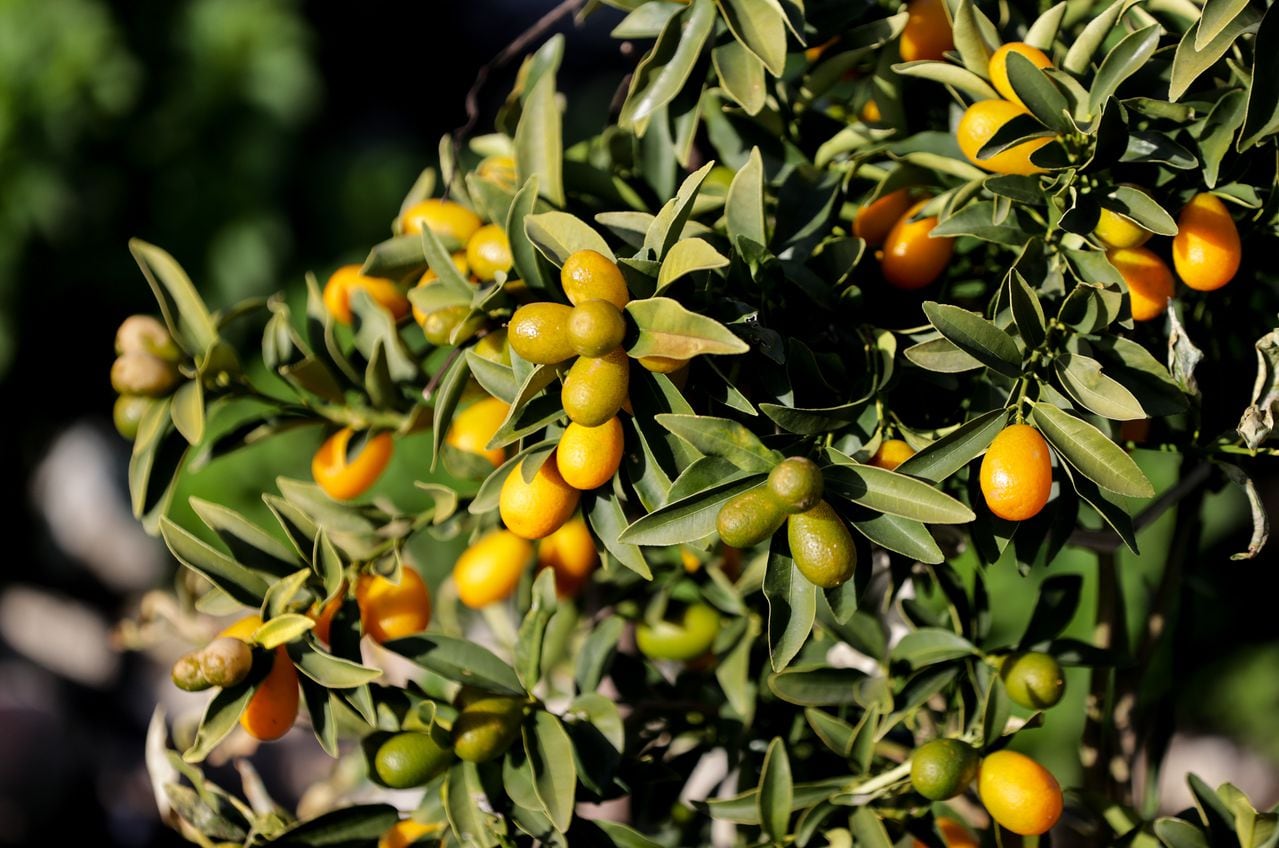 El quinoto, también conocido como kumquat o naranja enana, es una pequeña fruta cítrica que se asemeja a una mandarina en miniatura.