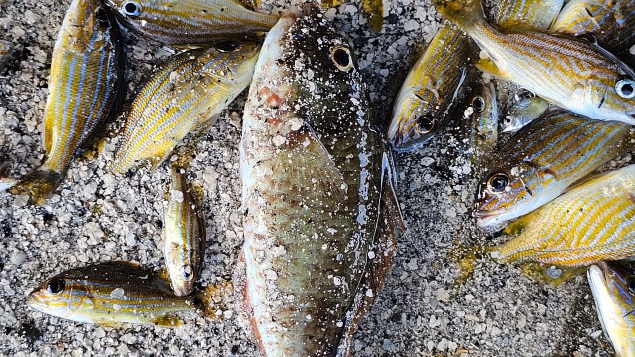 Mortandad de peces en Providencia y Santa Catalina
