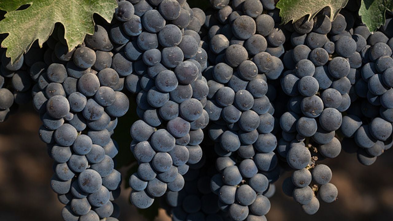 Uno de los productos que se ha aconsejado, son las frutas de color oscuro como la uva negra, así como los arándanos, ya que son ricos en antioxidantes.  (Photo by George Rose/Getty Images)