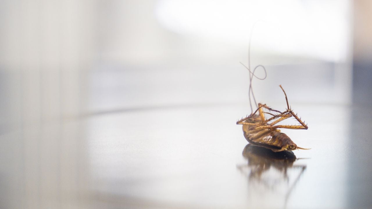 Lying dead cockroach on a shiny table