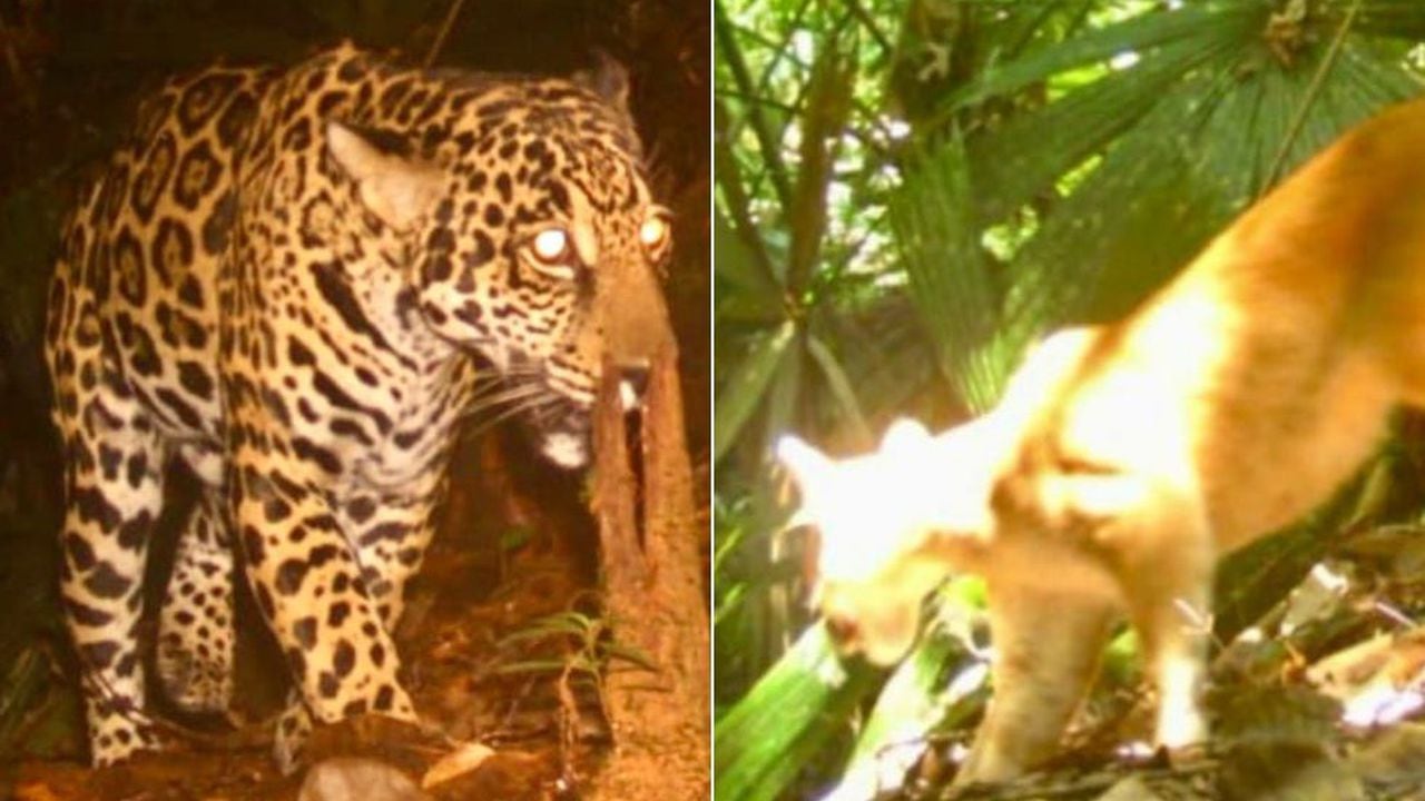 La CVC avistó a un jaguar y dos pumas en zona boscosa de Bahía Málaga, Buenaventura.