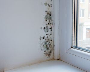 La humedad en las paredes también traer complicaciones en la salud.