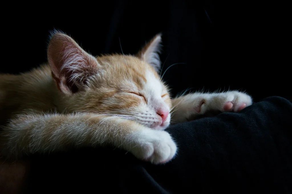 Los gatos suelen caer en un reposo completo después de 30 minutos de siesta. Esto ocurre principalmente en la noche.