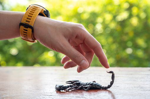 Las picaduras de escorpión son dolorosas pero rara vez ponen en peligro la vida. Foto: Getty