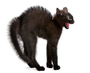 Una cola inflada y erizada indica agresión o miedo en un gato. Es importante darle espacio y evitar cualquier acción que pueda aumentar su estrés.