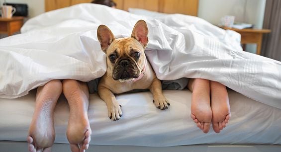 Los perros son tratados como parte de la familia, por lo que en muchas ocasiones los dueños duermen con ellos.