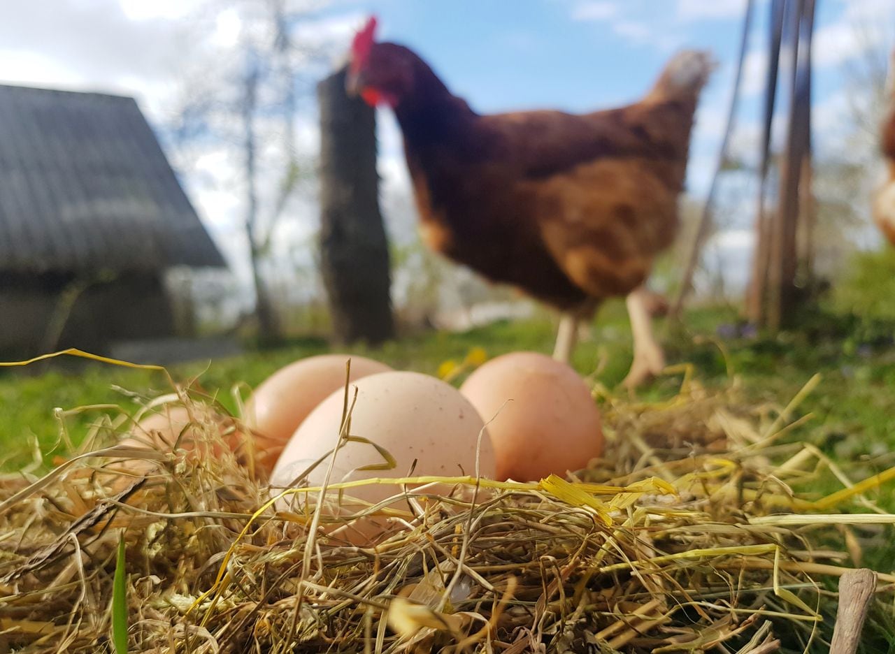 Desentrañando la incógnita ancestral: ChatGPT explica quién surgió primero  ¿el huevo o la gallina?