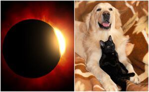 Este sábado, ocurrirá un eclipse solar en Colombia, pero es importante cuidar a todos los integrantes de la familia, incluidas las mascotas.