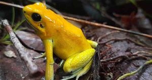 La rana dardo dorado (Phyllobates terribilis) es una especie endémica, que se encuentra en Cauca y las autoridades buscan su preservación. Foto: Harold Puama