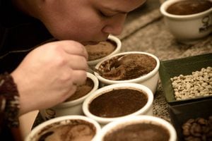 El café colombiano hará parte del proyecto de la Bóveda Global de Semillas en el Ártico.