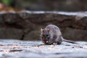 Se ve a un roedor comiendo semillas en Nueva York, NY, Estados Unidos.