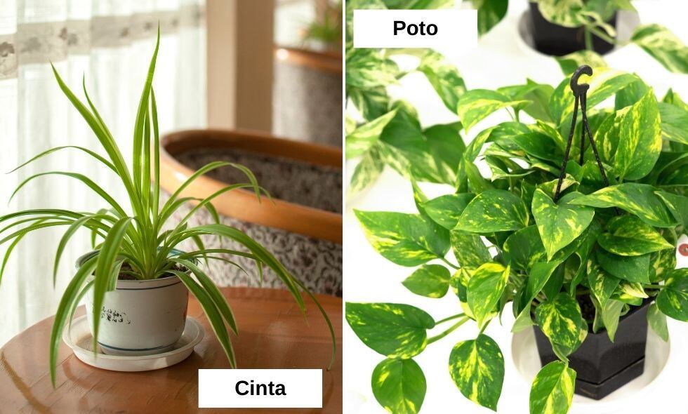 Estas son las plantas ideales para tener al interior del hogar.