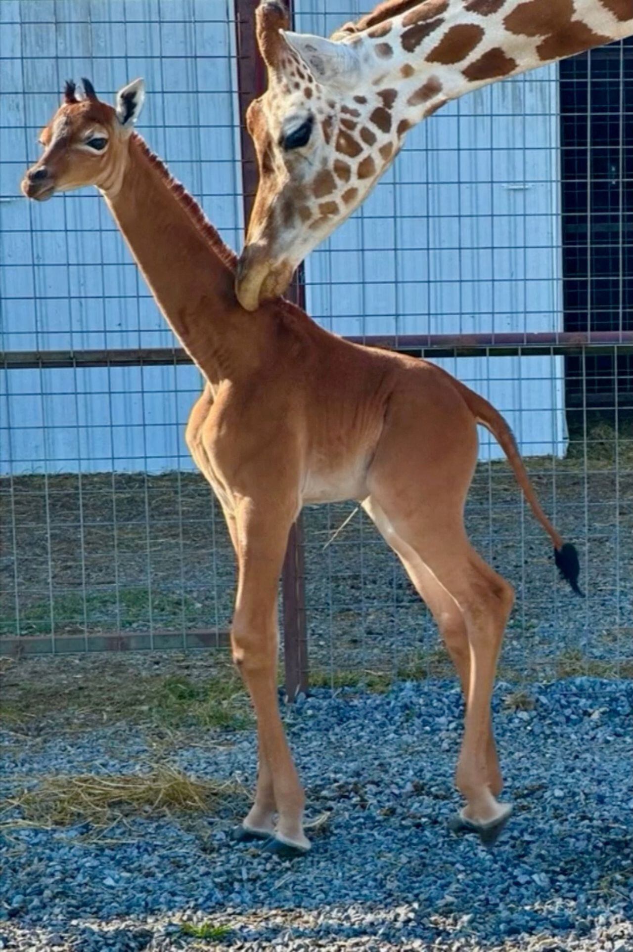 A rare spotless giraffe born at Bright's Zoo is seen in Johnson City, Tennessee, U.S., acquired by REUTERS on August 22, 2023, in a still image taken from a handout video. Bright's Zoo/TMX/Handout via REUTERS    THIS IMAGE HAS BEEN SUPPLIED BY A THIRD PARTY NO RESALES. NO ARCHIVES. MANDATORY CREDIT     TPX IMAGES OF THE DAY