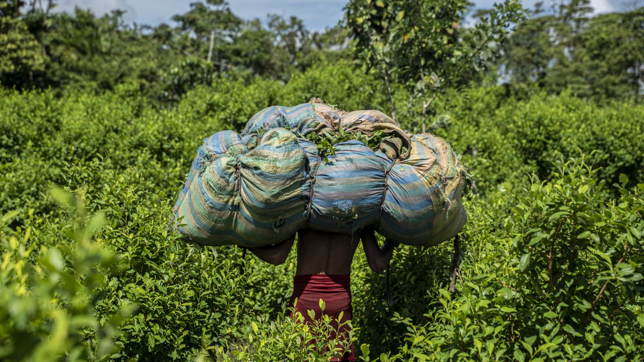 Un cosechador lleva hojas de coca en la espalda en una plantación de coca. Ha puesto medio día para esto.