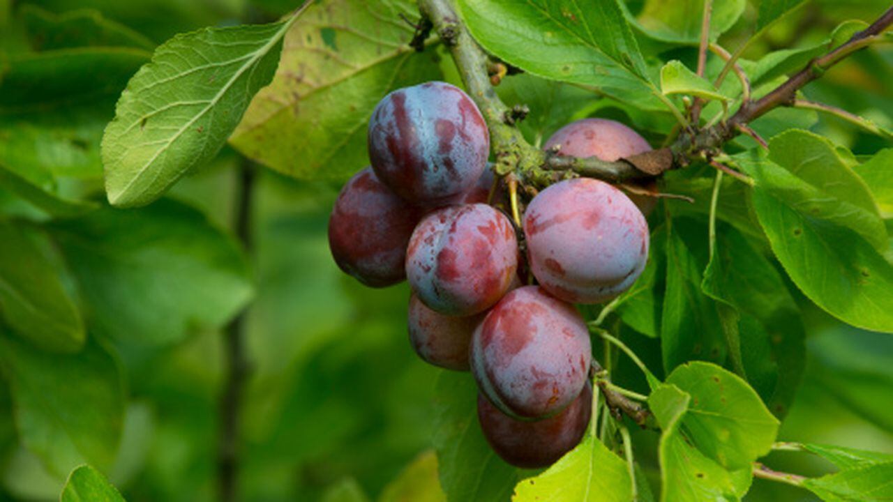 Plum "Opal" ripe fruit on tree Norfolk UK Europe