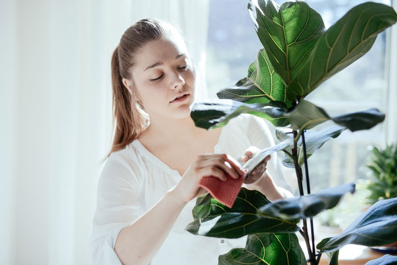 Dispositivos para no olvidar regar tus plantas