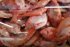 Con esto, se busca fomentar el consumo del pescado que se produce en Colombia e incentivar la compra de productos acuícolas tanto en el país, como en importantes mercados internacionales de Norteamérica y Europa.