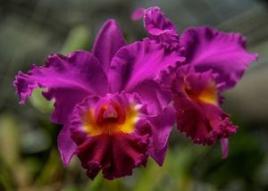 Las orquídeas destacan por su apariencia refinadas y colores llamativos.