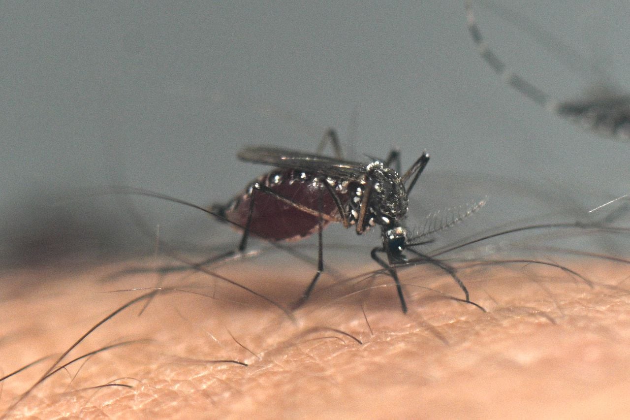 El zancudo es el principal transmisor de una enfermedad muy peligrosa como el dengue.