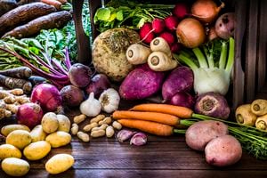 Front view of a large group of multicolored fresh organic roots, legumes and tubers shot on a rustic wooden background. The composition includes potatoes, Spanish onions, ginger, purple carrots, yucca, beetroot, garlic, peanuts, red potatoes, sweet potatoes, golden onions, turnips, parsnips, celeriac, fennels and radish. Some elements are on a rustic wooden crate. Low key DSLR photo taken with Canon EOS 6D Mark II and Canon EF 24-105 mm f/4L