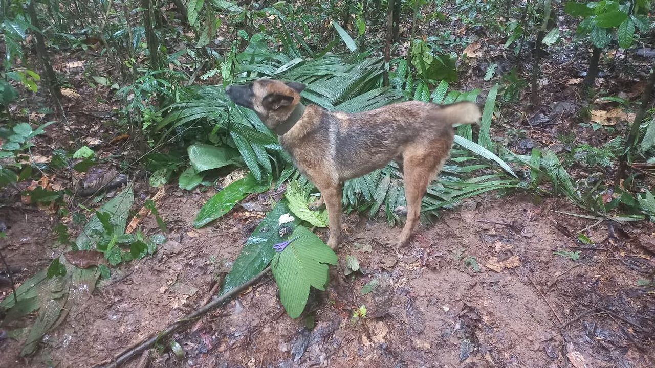 Ulises fue el perro guía que se destacó en la operación de búsqueda de los niños desaparecidos en la selva del Guaviare