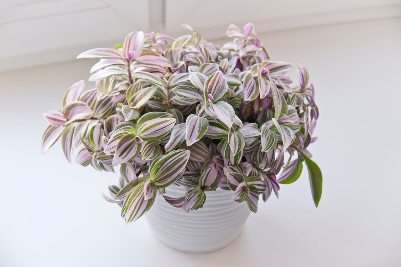 ¿Está buscando una planta que aporte frescura y color a su hogar? La Tradescantia Nanouk es la respuesta.