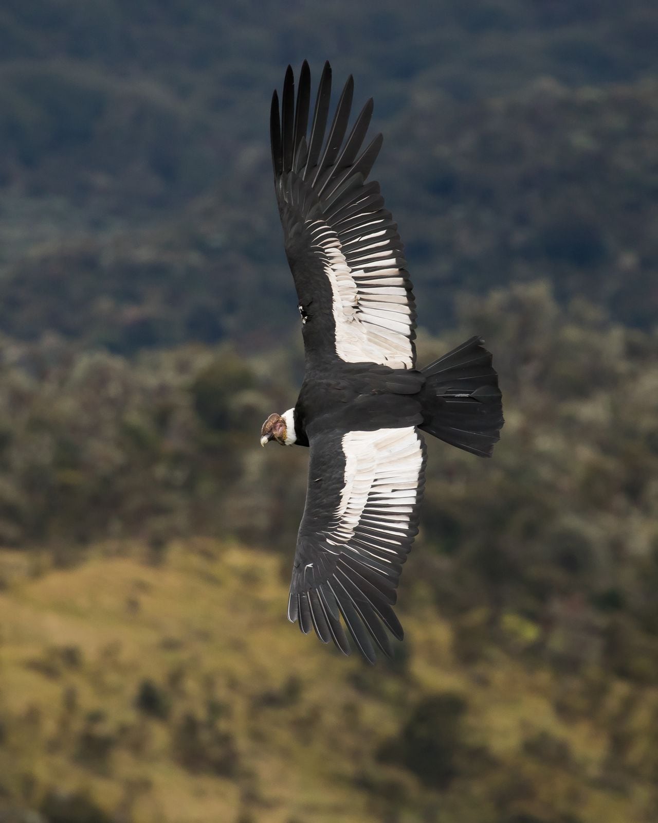 DORIAN ANDERSON_andean condor flight 062318