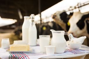jug of milk, bottle of kefir, cottage cheese, cream and yogurt in bowl, cheese, butter on table in cowshed