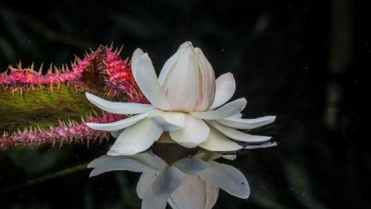 El nacimiento de esta flor se registró recientemente luego de varios intentos fallidos del Jardín Botánico de Cali.