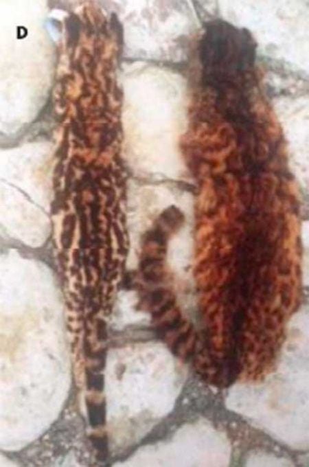 Piel de tigrillo (izquierda) al lado de la piel del gato de Nariño (derecha), tomada en 2002 por Manuel Ruíz-García