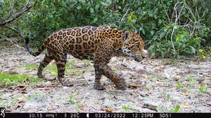 Este proyecto de inteligencia artificial utiliza un sistema de monitoreo continuo e integrado que analiza imágenes y datos de sonido para identificar y rastrear a los jaguares y sus presas.
