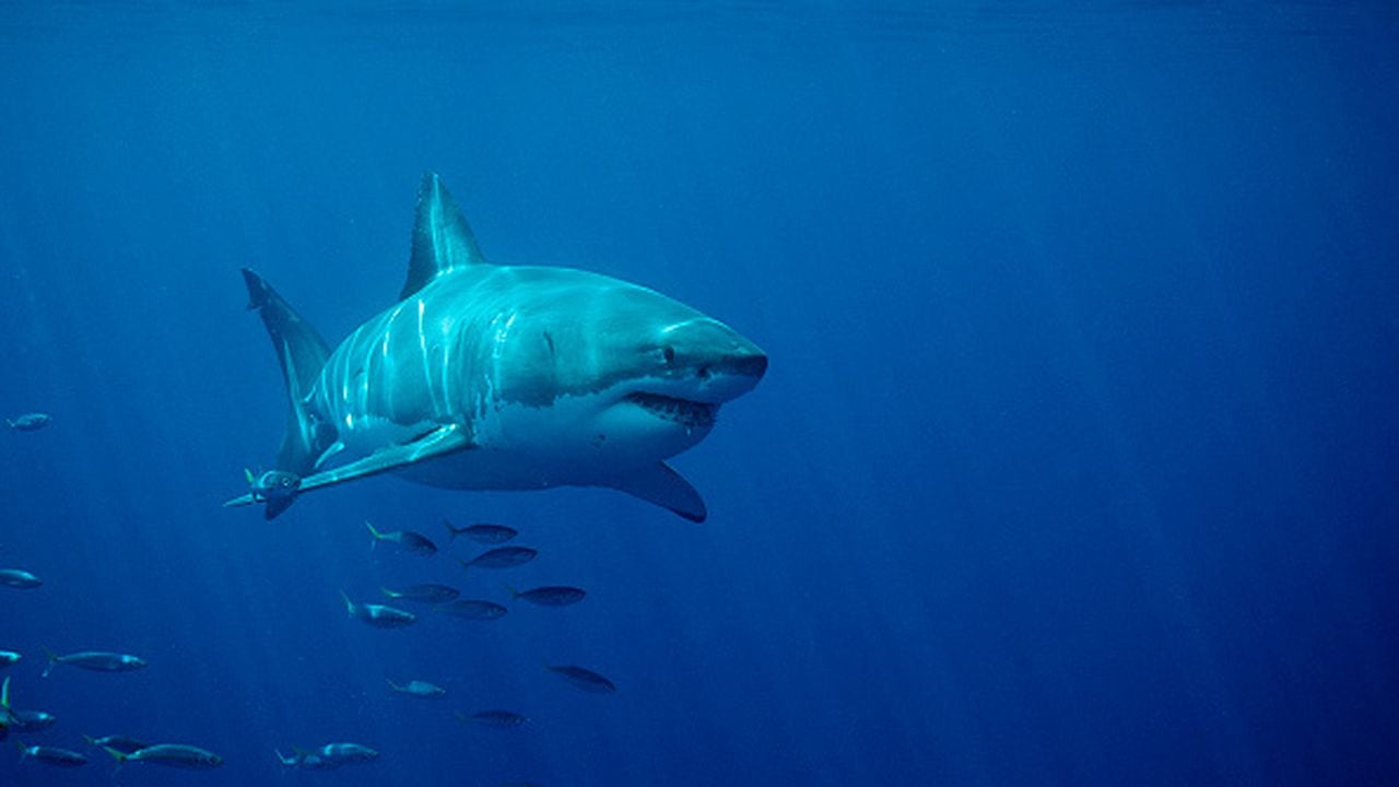 El gran tiburón blanco, una de las especies más letales en el océano.
