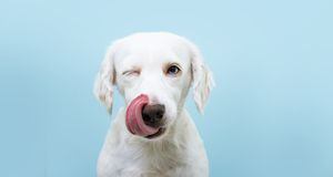 Hambriento cachorro divertido lamiendo su nariz con la lengua fuera y guiñando un ojo cerrado. Aislado sobre fondo de color azul.