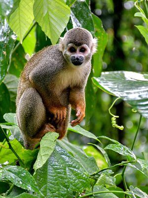 En la Isla de los Micos se puede practicar el senderismo y disfrutar de los monos titís, que suelen ser muy amigables y curiosos.