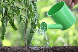 Los fertilizantes mantiene a  las plantas sanas.