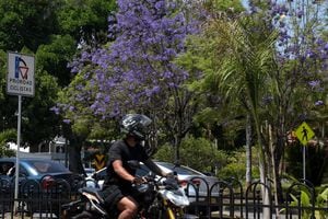 En diferentes partes de la ciudad, se puede observar que ya comienzan a florecer los guayacanes.