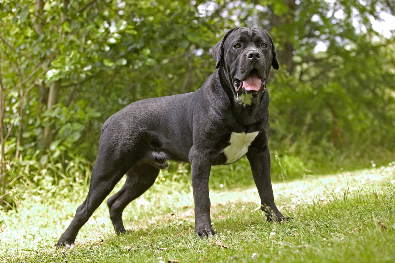 El Cane Corso, una raza italiana de perros grandes, combina fortaleza y vigilancia en un compañero leal y protector