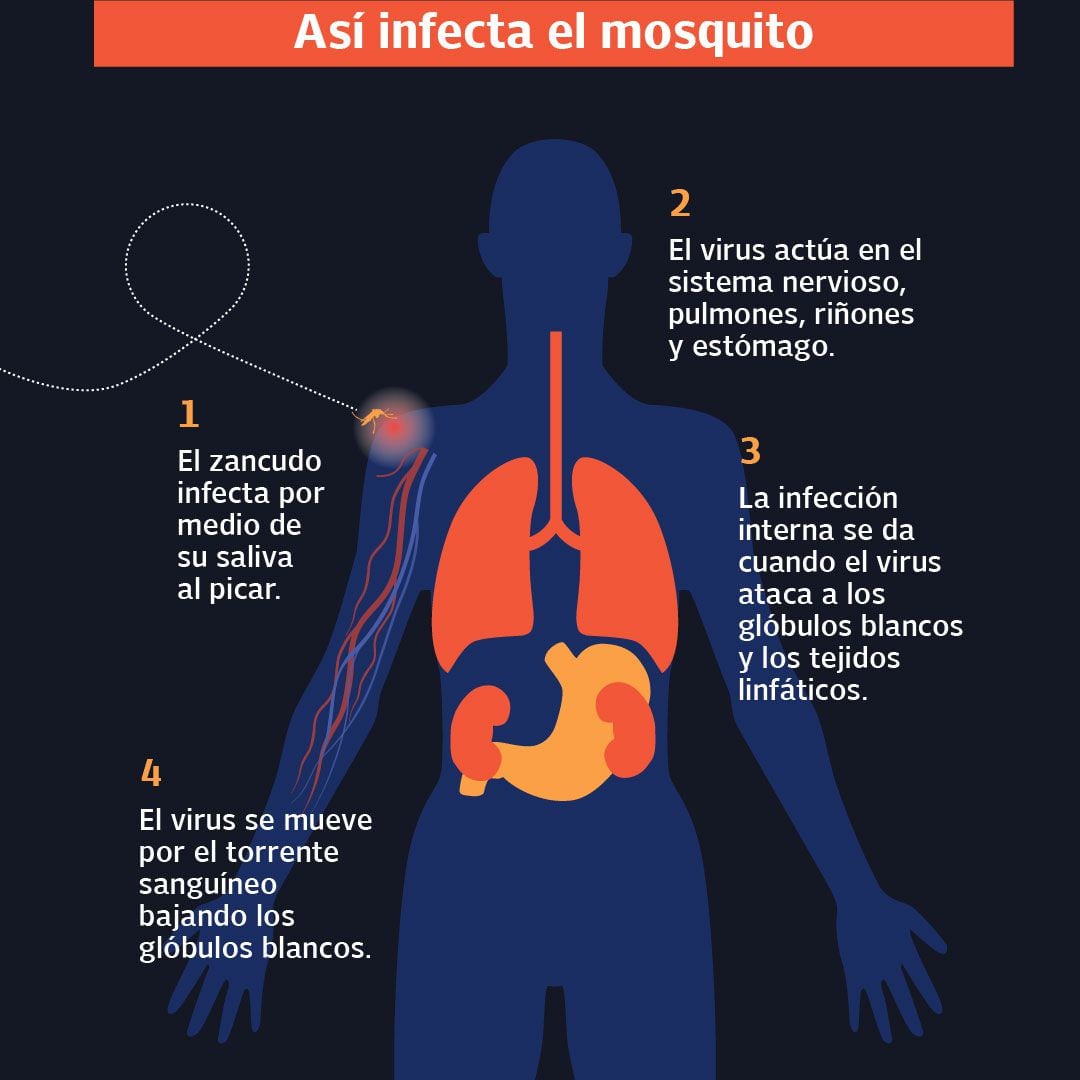La epidemia de dengue se prolongará hasta el próximo mes de junio, para evitar la propagación del mosquitos transmisor deben erradicarse los recipientes donde se acumula el agua limpia, que es donde se reproduce en zancudo transmisor