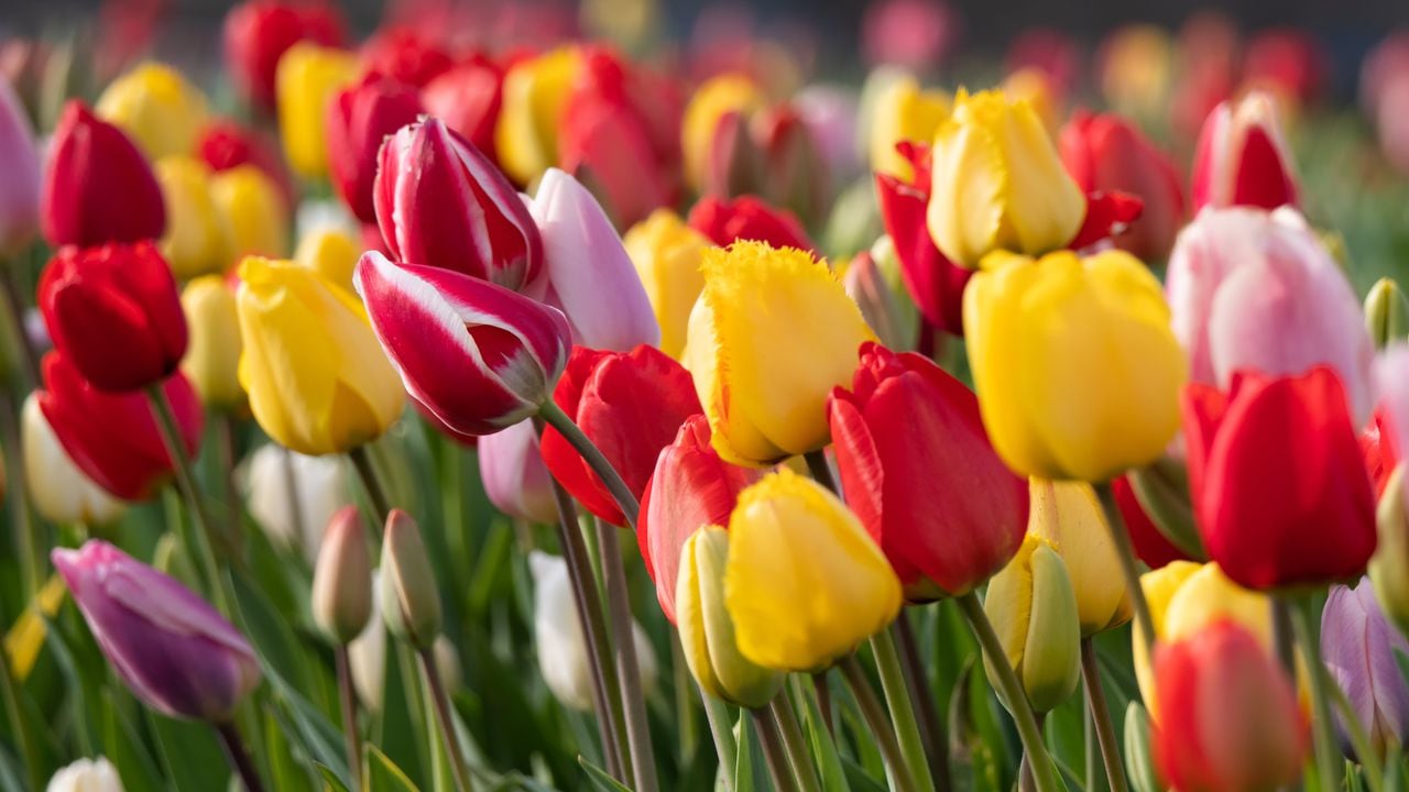 Los tulipanes tienen fascinantes colores que tienen diversos significados.