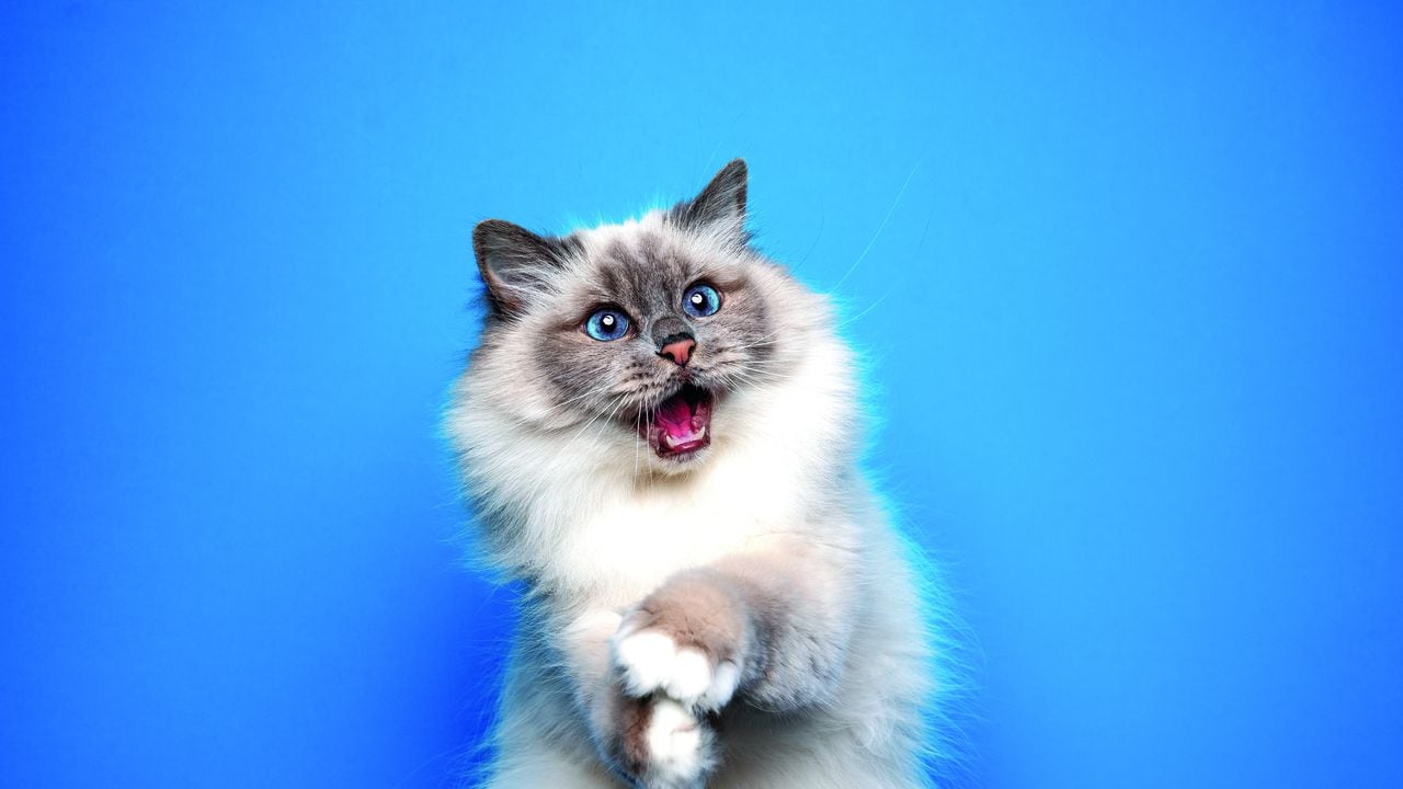 funny playful birman cat with blue eyes looking shocked portrait on blue background with mouth open and copy space